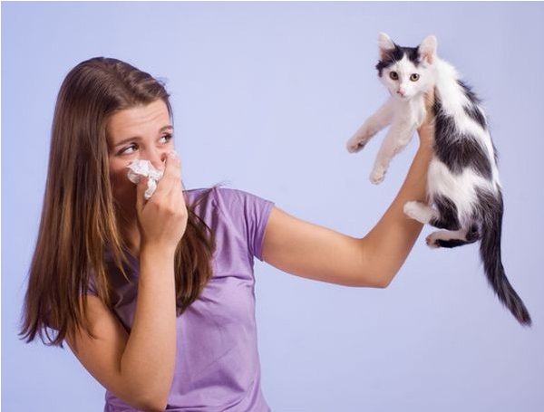 Không nên nuôi chó, mèo bị viêm mũi dị ứng